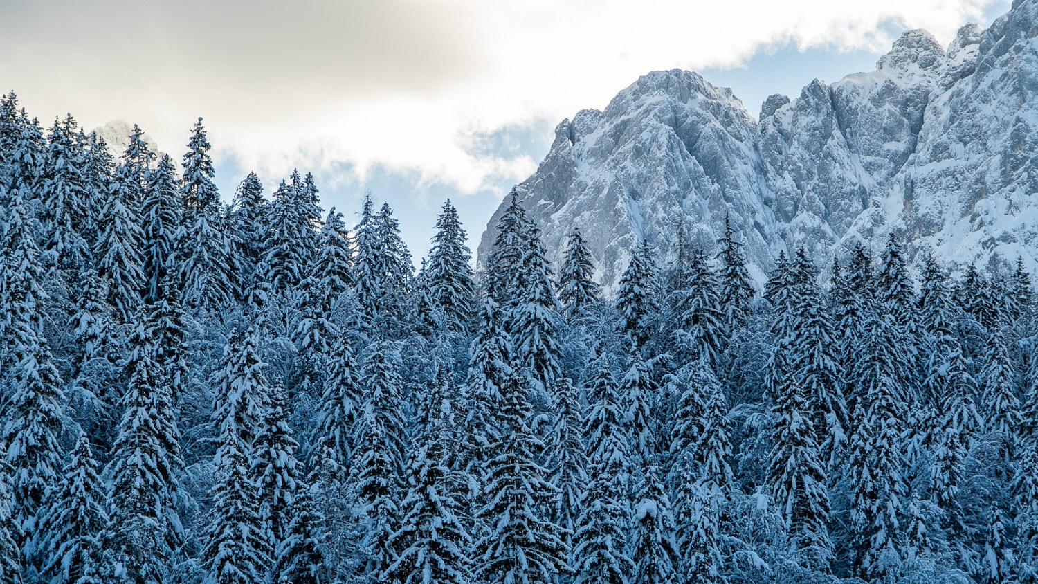 Forests & woodland — Jasna / Slovenia