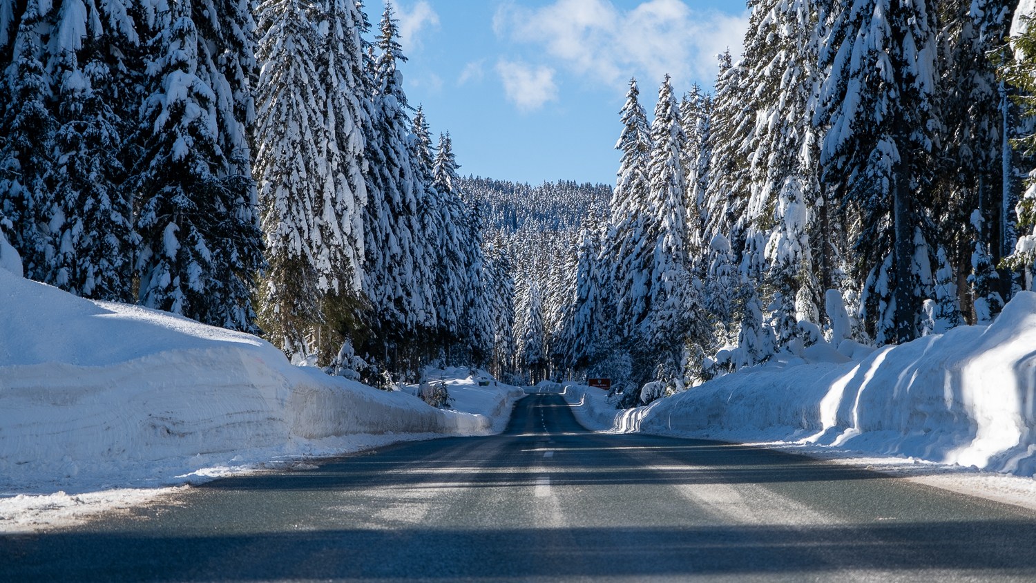 Forest roads — Pokljuka / Slovenia