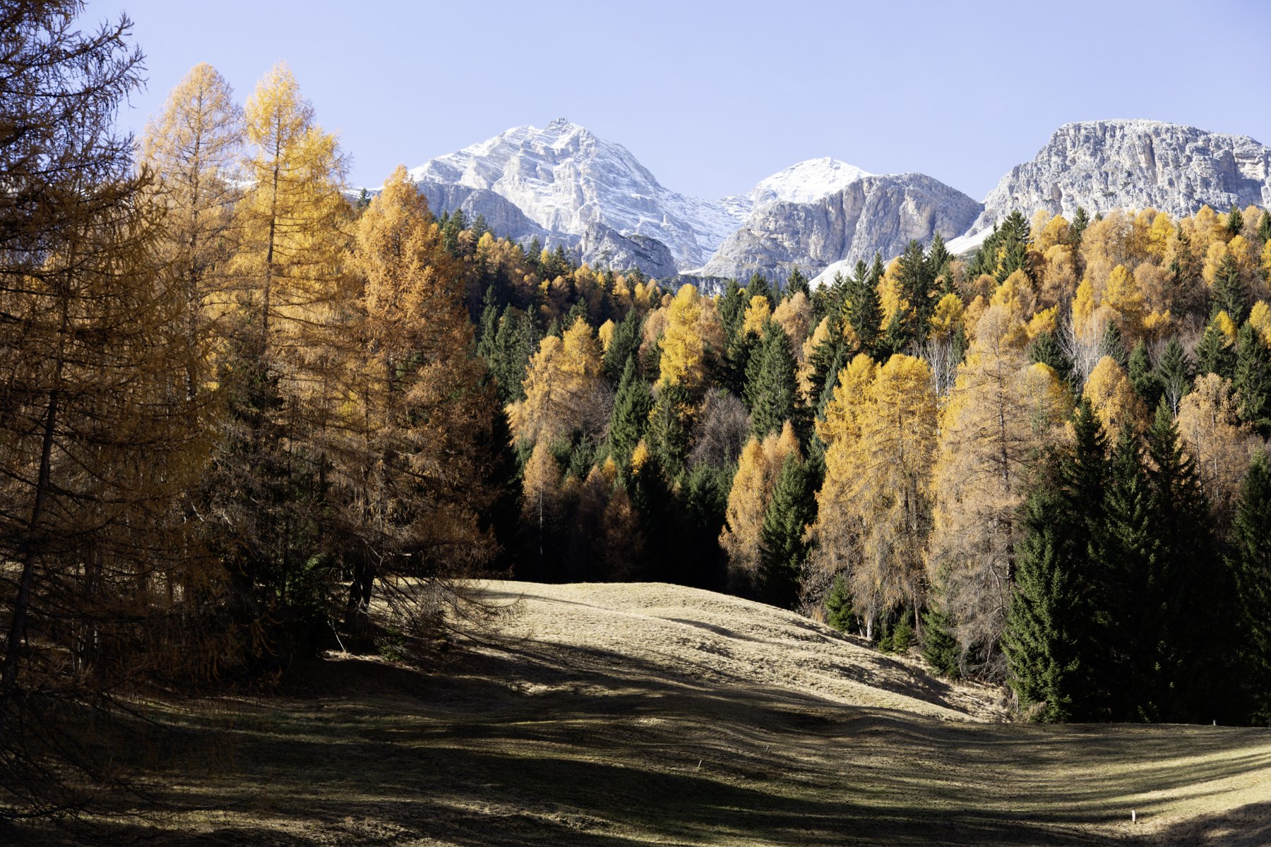 Golden woodland — Cadin–Cortina / Italy