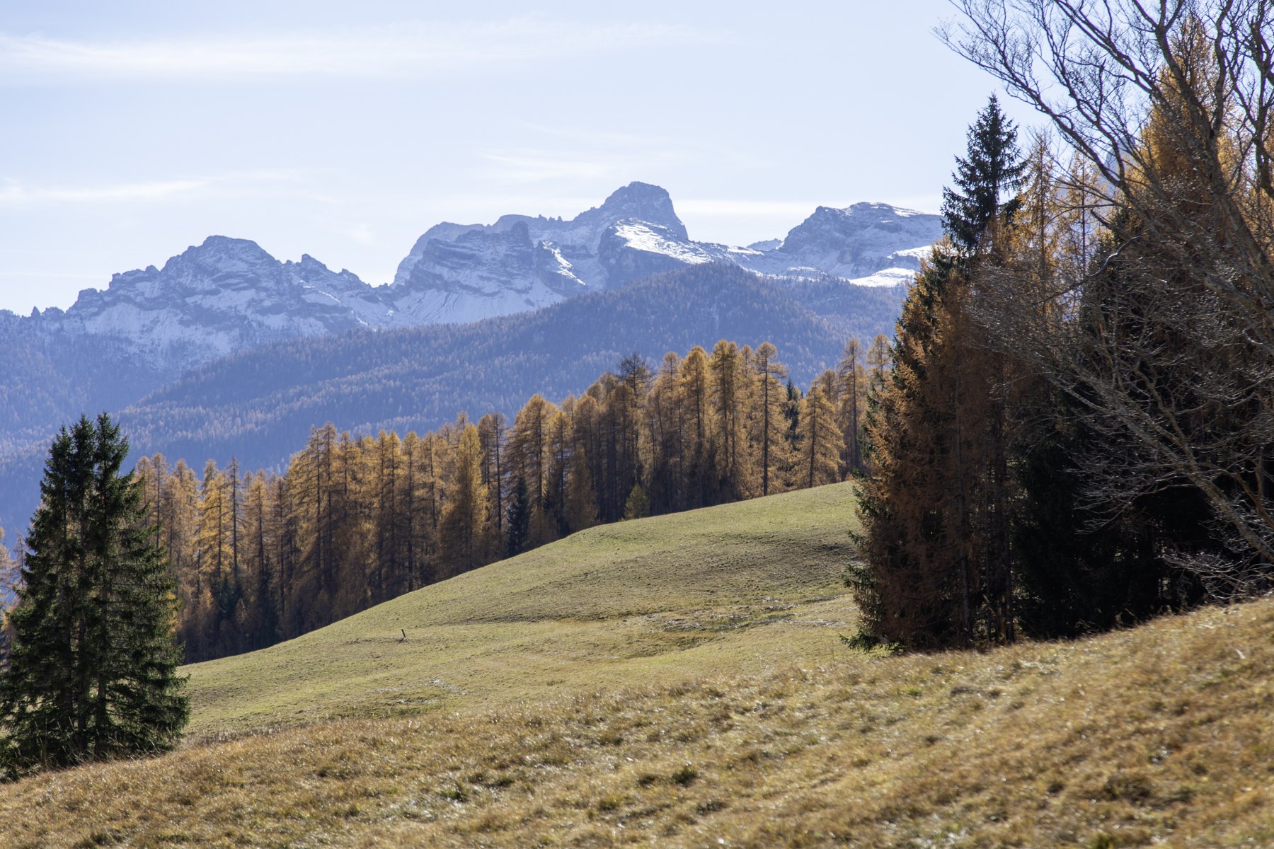 Golden woodland — Cadin–Cortina / Italy