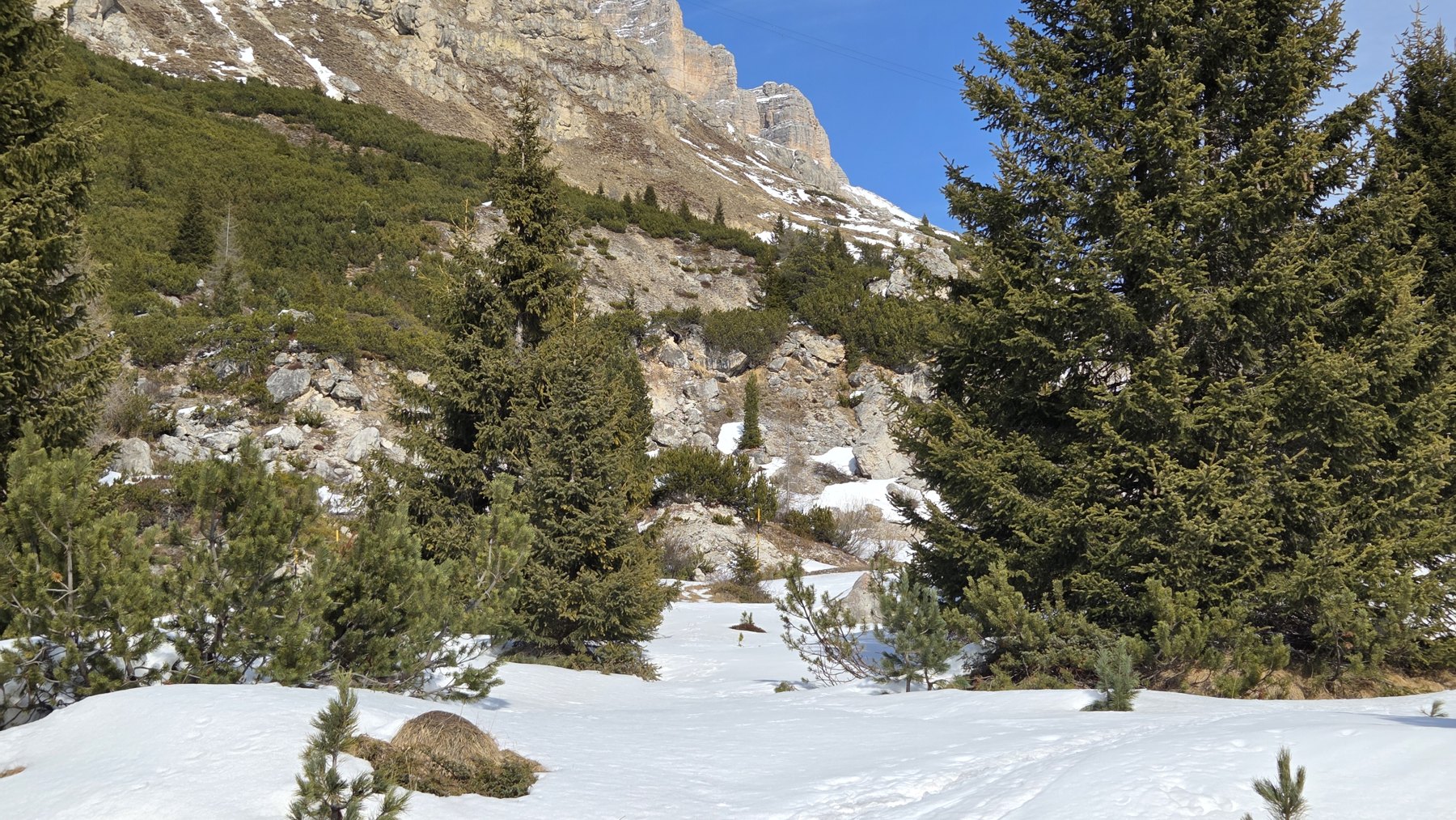 Forests & woodland — Passo Pordoi / Italy