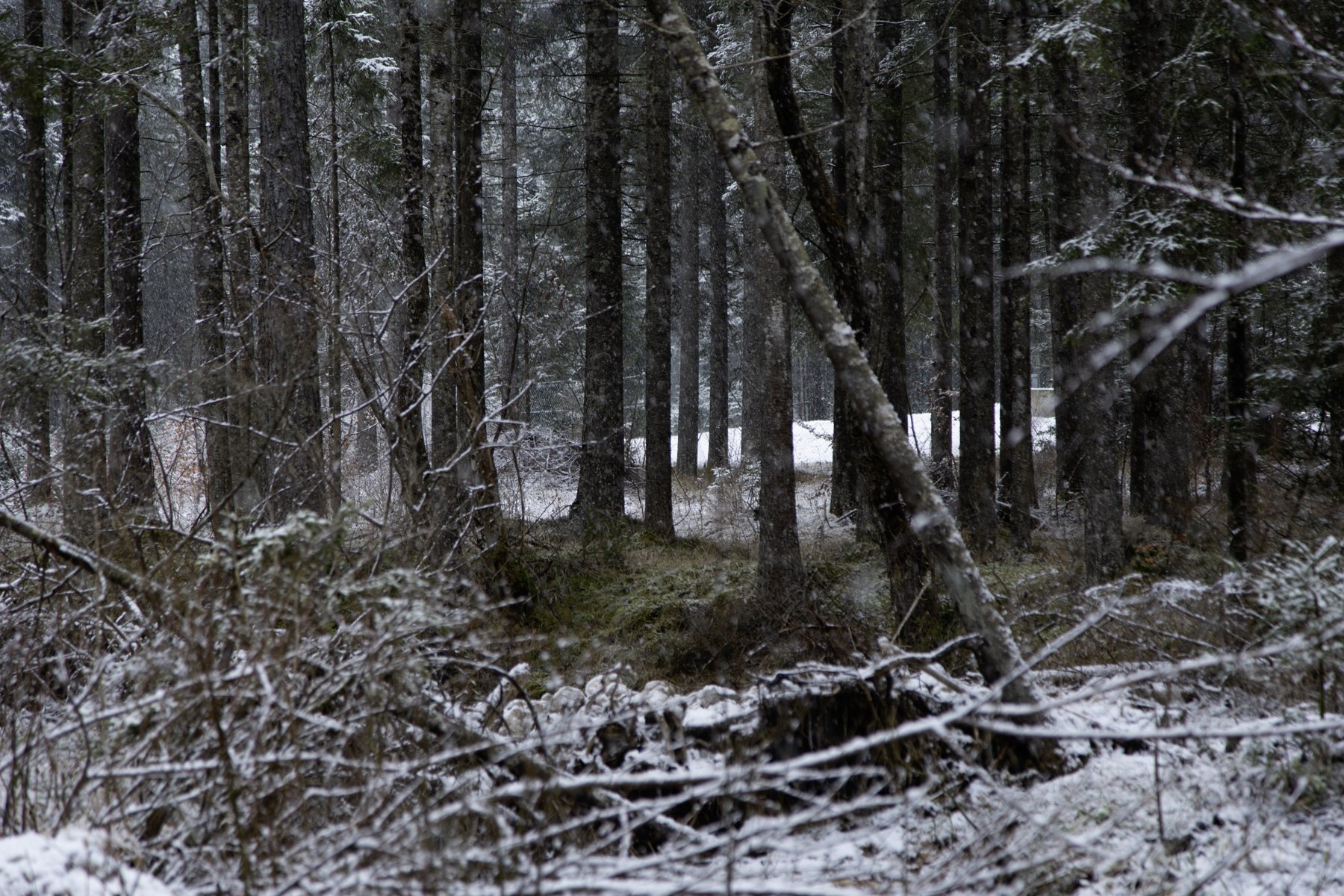 Forests & woodland — Jezersko / Slovenia