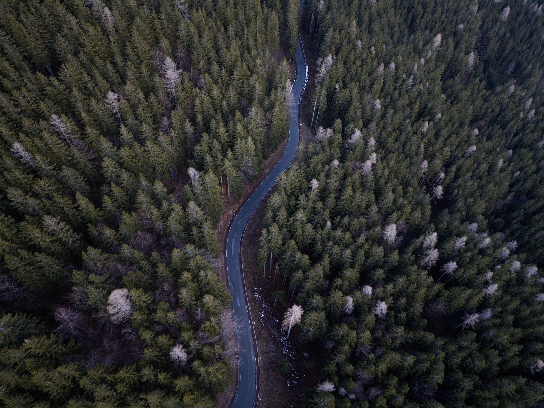 Mountain & forest roads — Jezersko / Slovenia