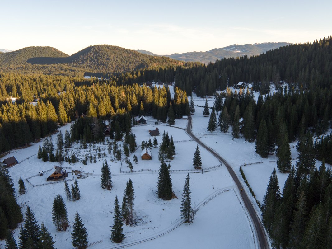 Forest roads — Pokljuka / Slovenia